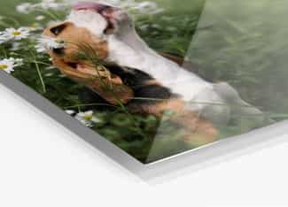 Foto eines Hunden auf HD Metal