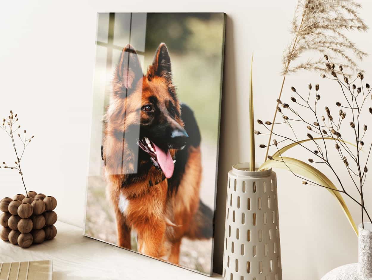 Foto eines Hunden auf Acrylglas